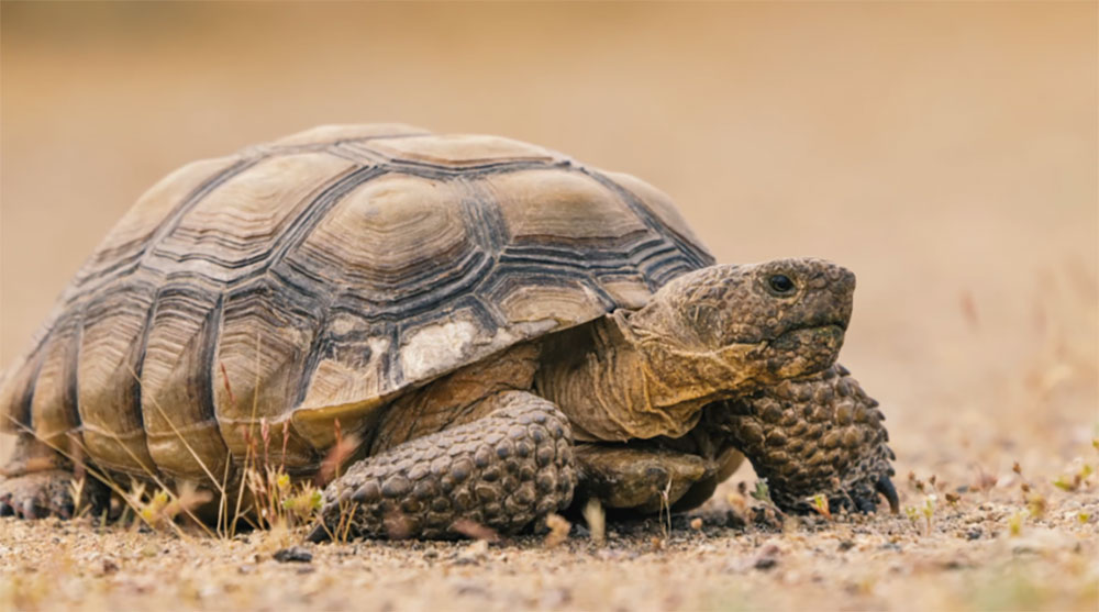 CRG’s tortoise protection training system featured in New Yorker documentary